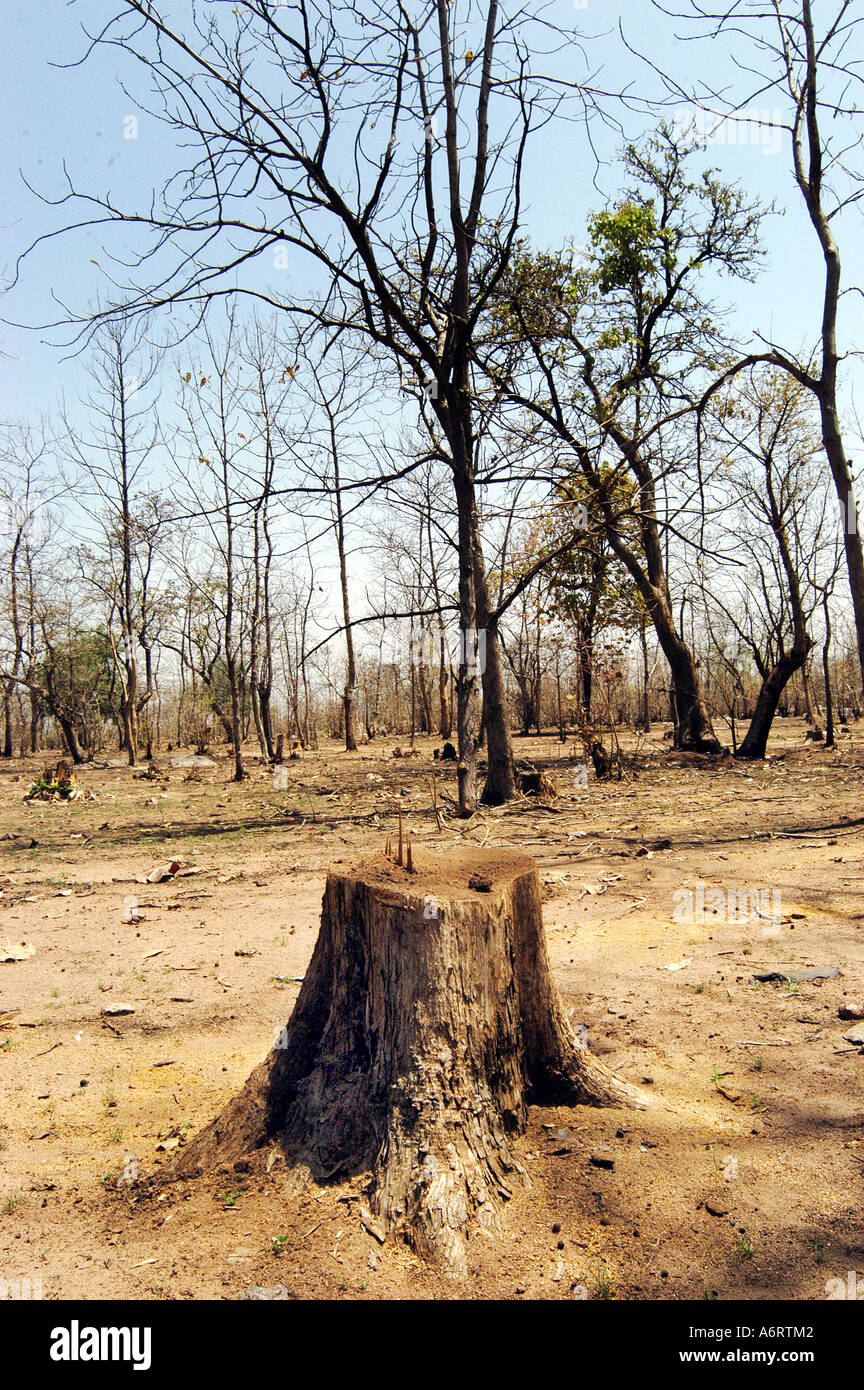 ASB77349 Trees being cut in this dry forest during summer season on the National Highway 7 near Adilabad Andhra Pradesh India Stock Photo