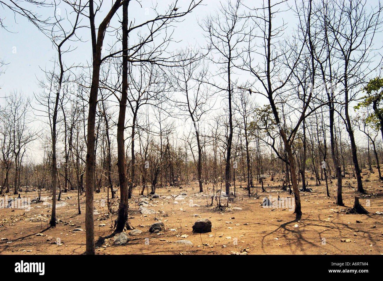 ASB77350   dry forest during summer season on the National Highway 7 near Adilabad Andhra Pradesh India Stock Photo