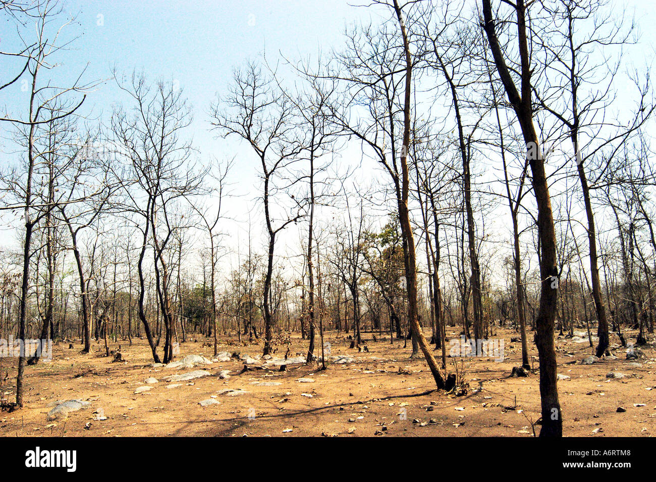 ASB77351   dry forest during summer season on the National Highway 7 near Adilabad Andhra Pradesh India Stock Photo