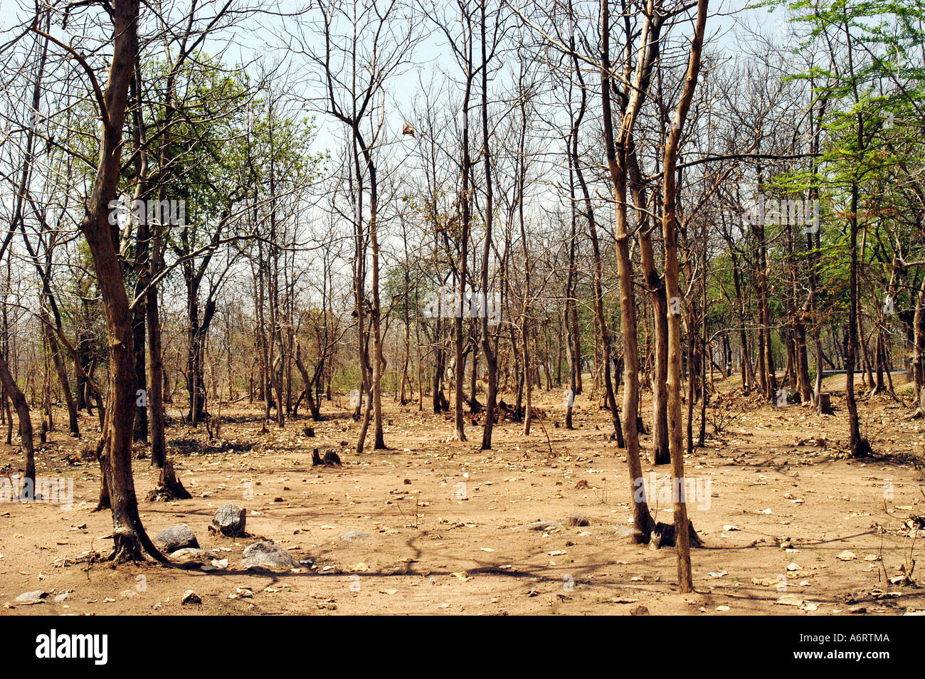 ASB77352 dry forest during summer season on the National Highway 7 near Adilabad Andhra Pradesh India Stock Photo