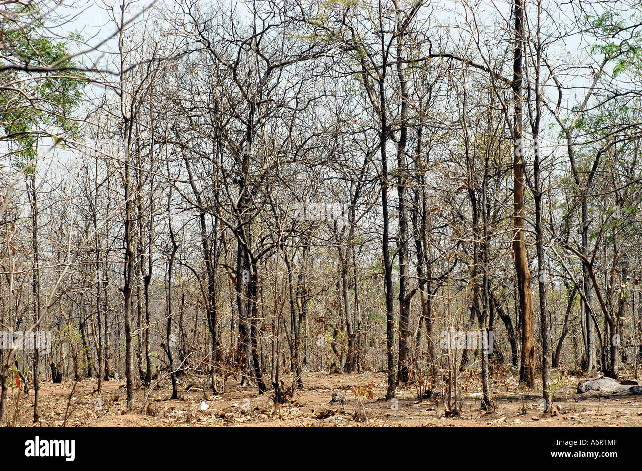 ASB77353 dry forest during summer season on the National Highway 7 near Adilabad Andhra Pradesh India Stock Photo