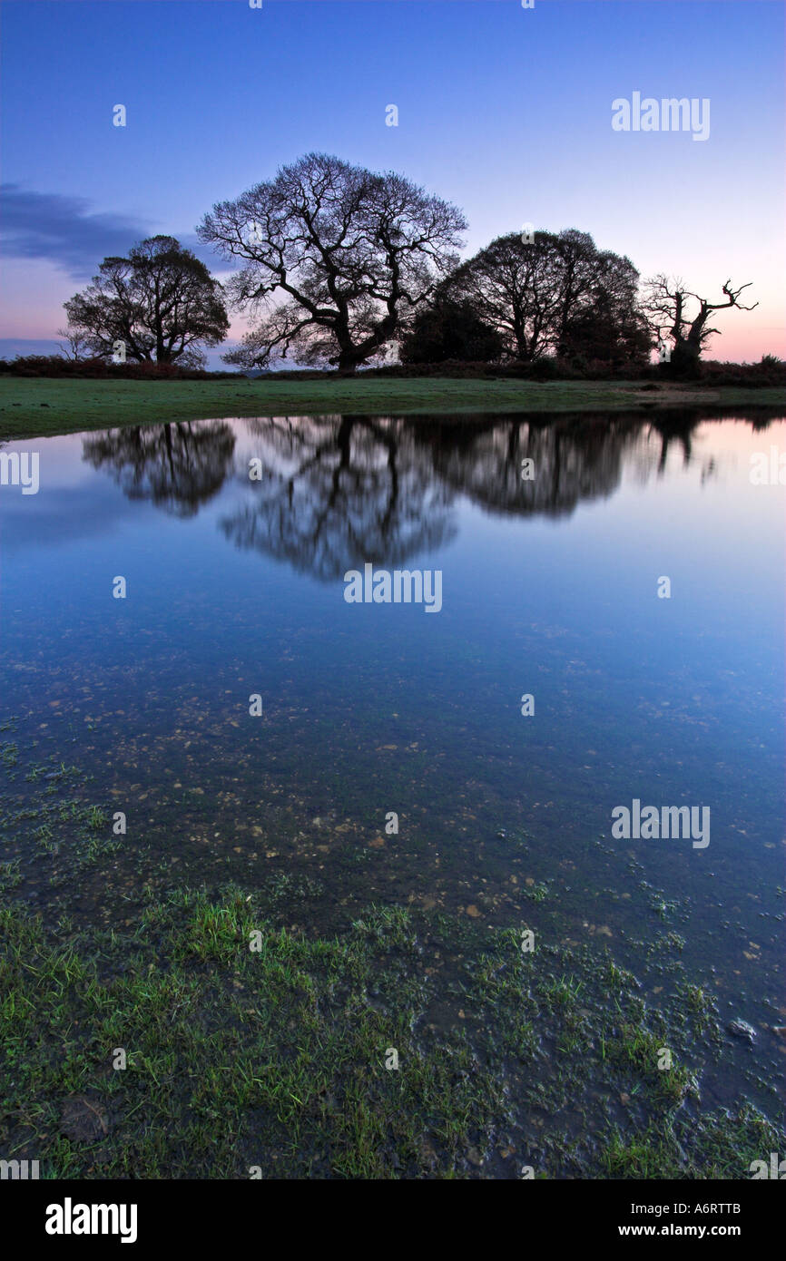 Early dawn on a cool blue morning in the New Forest.  Ancient oak trees, reflected perfectly in a still pond. Stock Photo