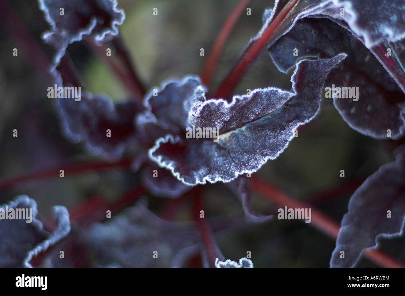 Beetroot leaves damage hi-res stock photography and images - Alamy