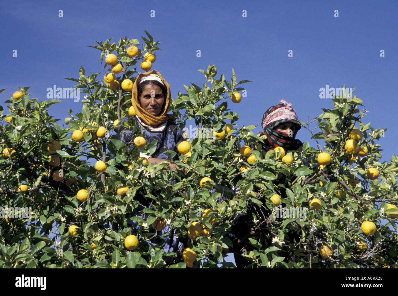 Africa, Morocco, Marrakesh Muslim women pick oranges from tree top Stock Photo