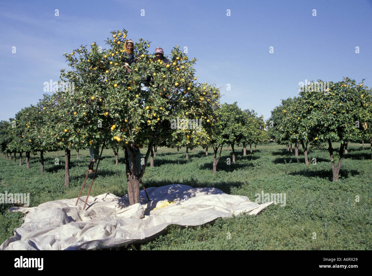 Africa, Morocco, Marrakesh Muslim women pick oranges from tree tops Stock Photo