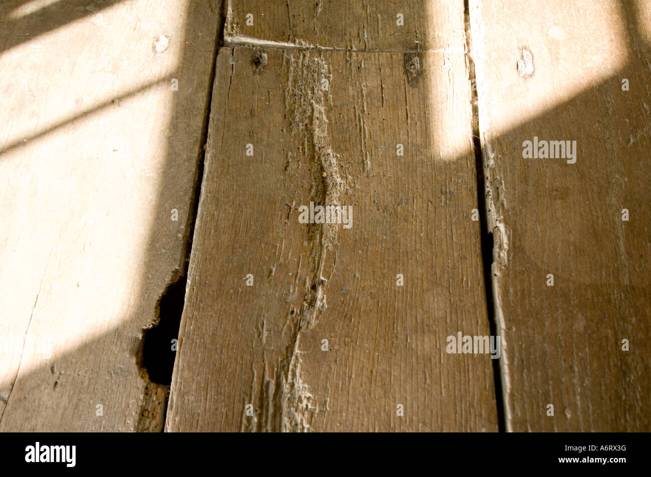 woodworm in old floorboards Stock Photo Alamy