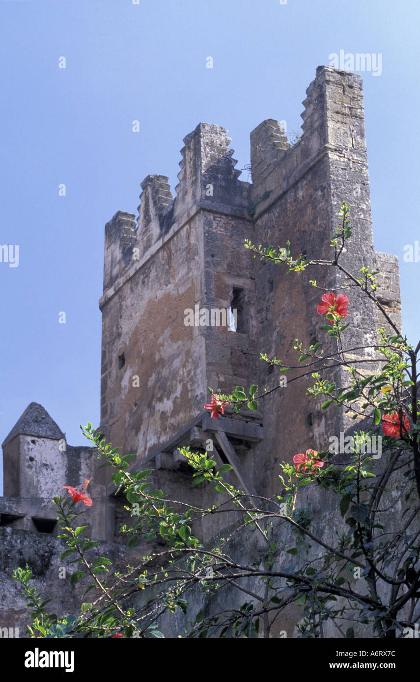 Africa, Morocco, Rabat, Hibiscus and wall, Andalusian Gardens with ...