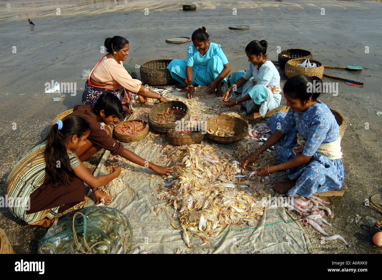 Asian Indian Koli fisherwomen sorting different varieties of fish, uttan ; Bombay, Mumbai, India Stock Photo