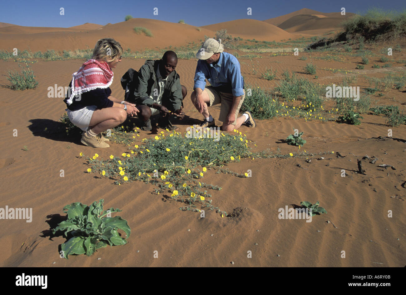 Namibia, Sossusvlei, Namib Desert. Exploring desert wildflowers  (MR) Stock Photo