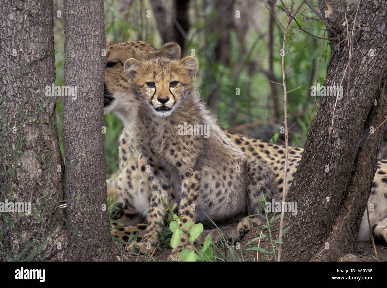 Africa, South Africa, Phinda Preserve. Cheetah cubs Stock Photo