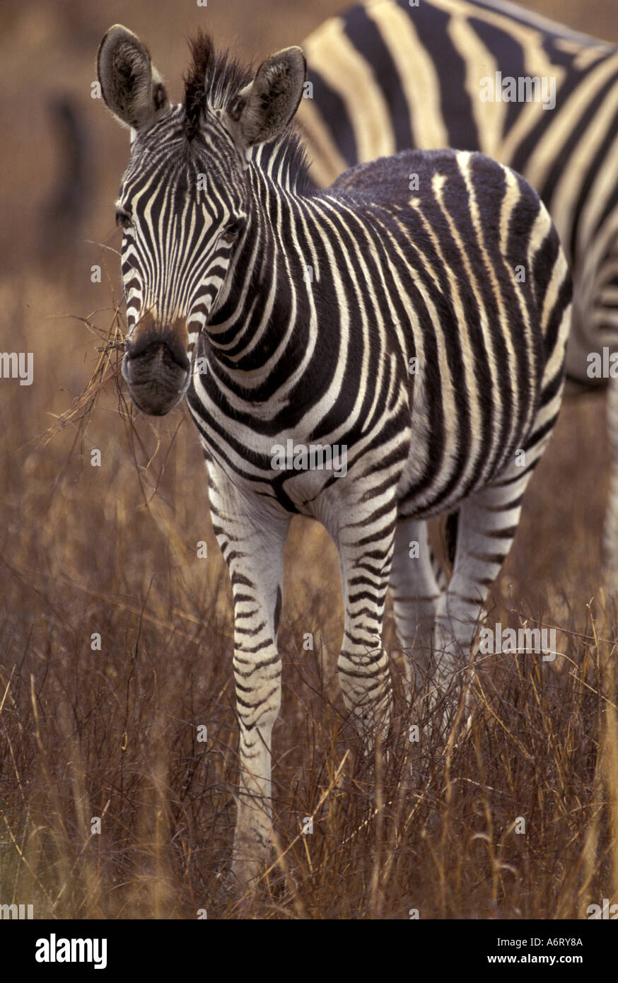 Africa, South Africa, Kruger N.P Baby Zebra Stock Photo