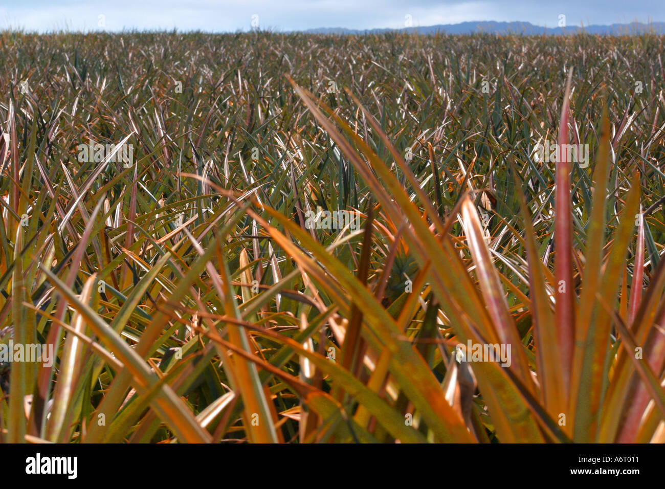 Closeup of many pineapple plants and horizon Oahu Hawaii Stock Photo