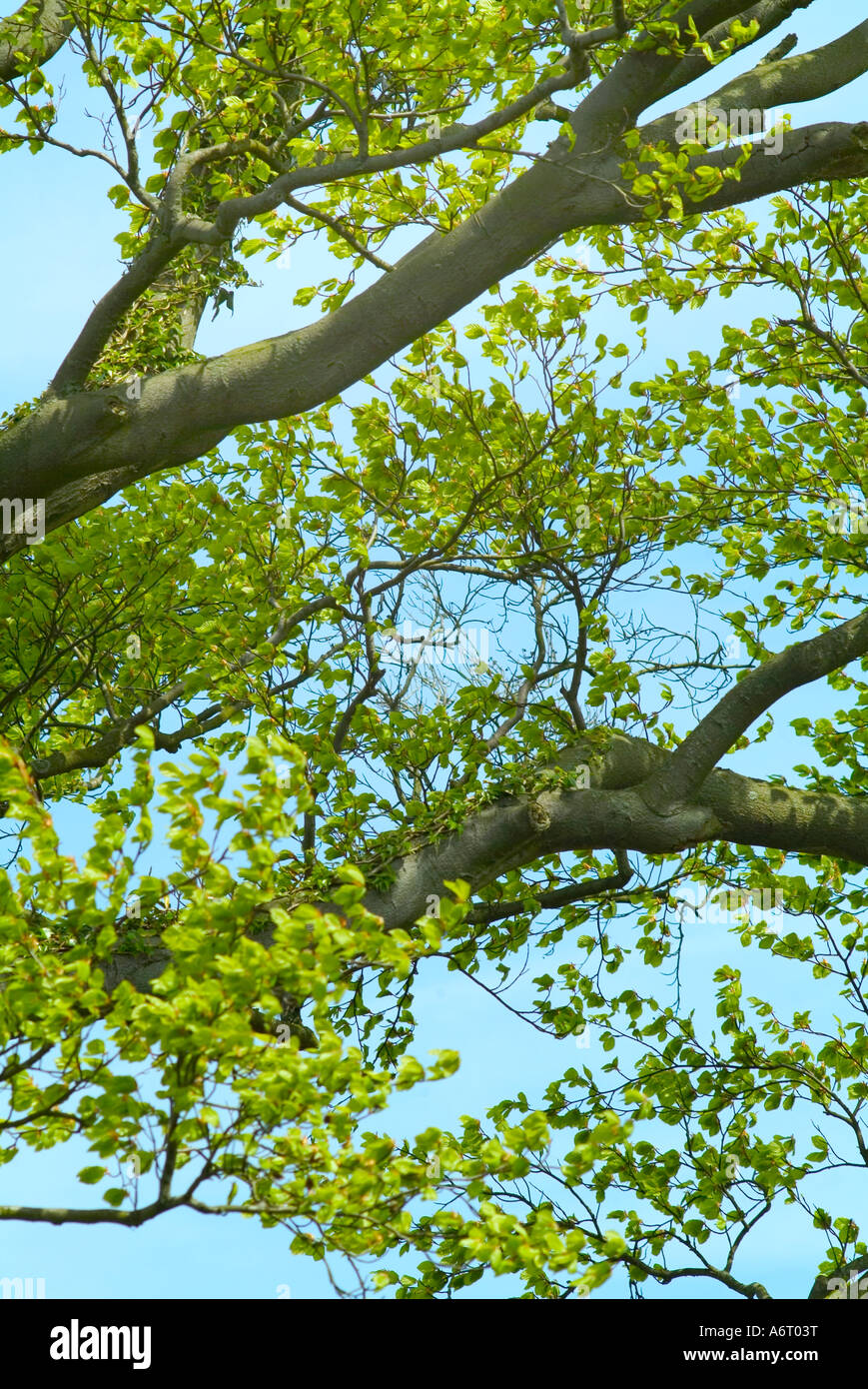 A leafy tree hi-res stock photography and images - Alamy