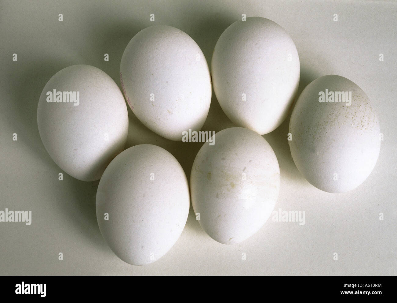 food and beverages, eggs, several white hen's eggs, egg, biomaterials, Stock Photo