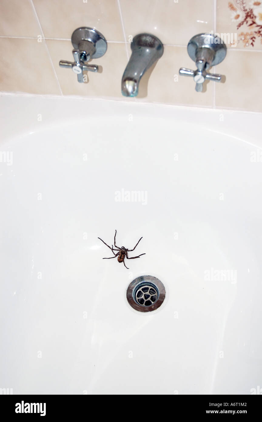Common Australian Huntsman spider in a bath  tub Stock Photo
