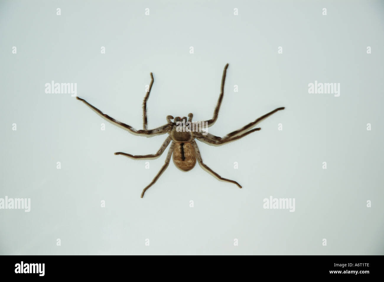 Common Australian Huntsman spider in a bath tub Stock Photo
