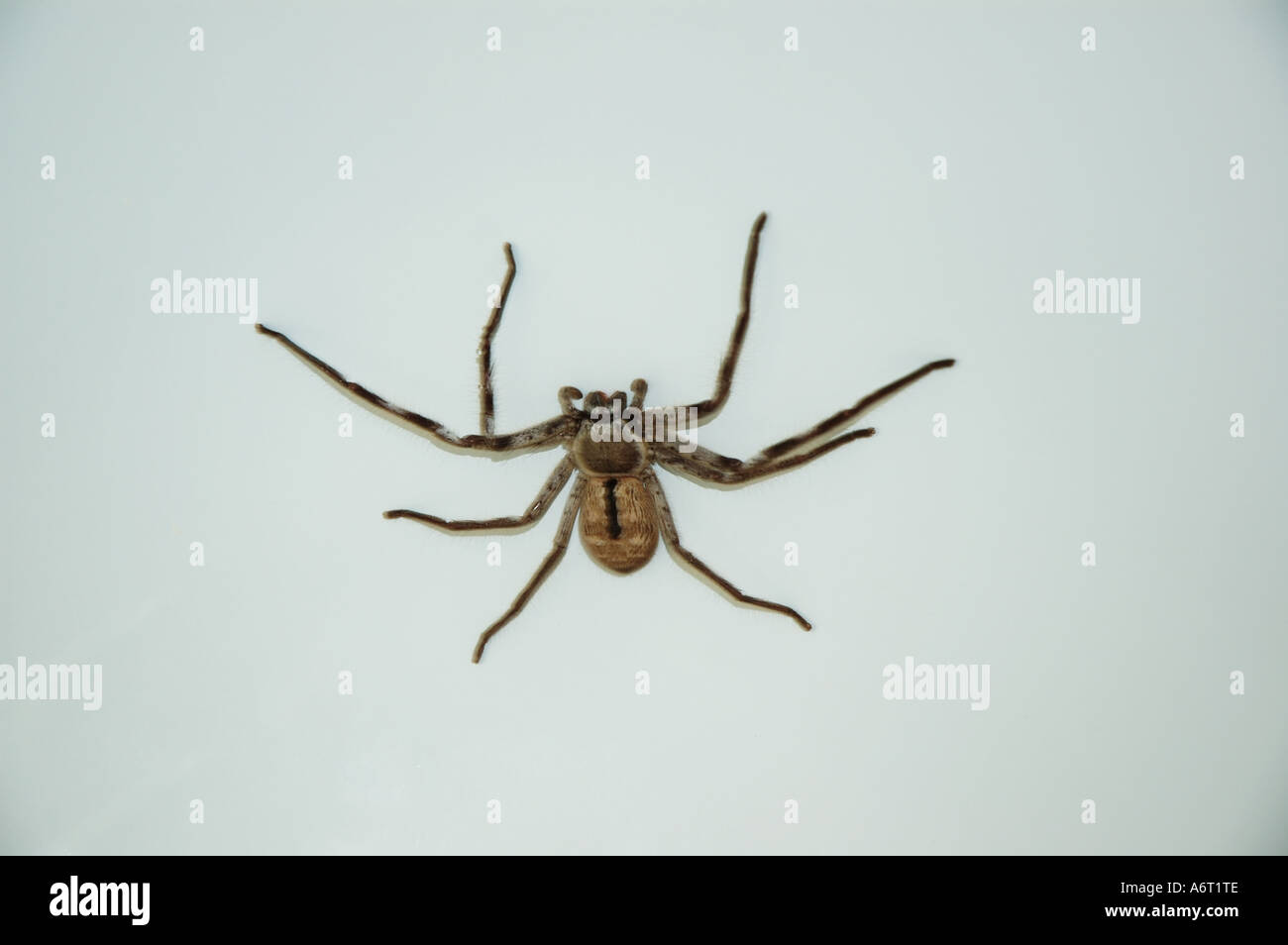 Spider in bath hires stock photography and images Alamy