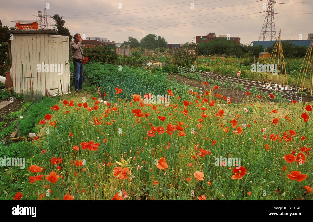 Allotment UK. Man standing next to his garden shed getting away from it all, growing poppies south London allotments 2000s HOMER SYKES Stock Photo