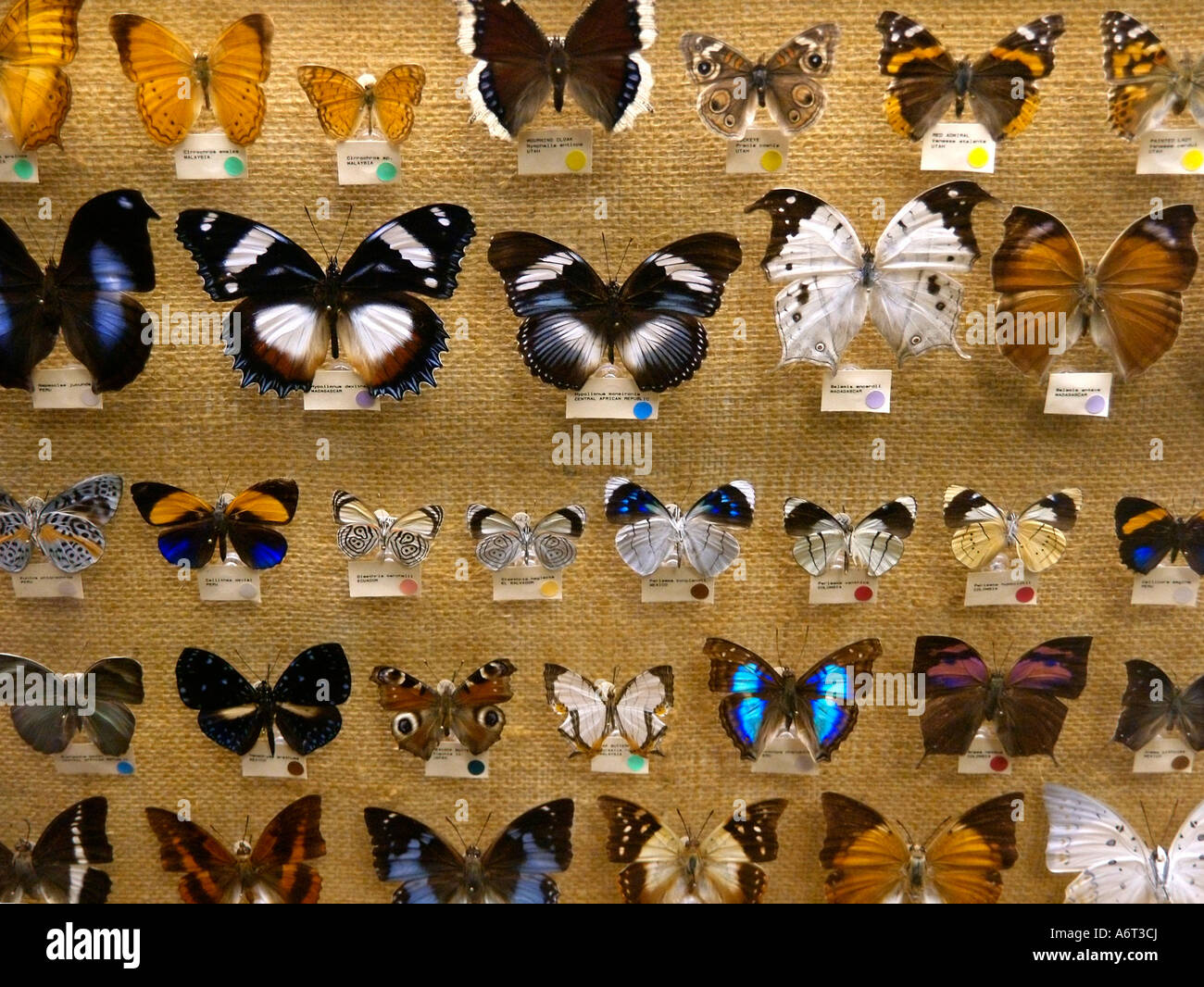 Rows of preserved, brilliantly colored butterflies mounted in a wall display with tiny labels. Stock Photo