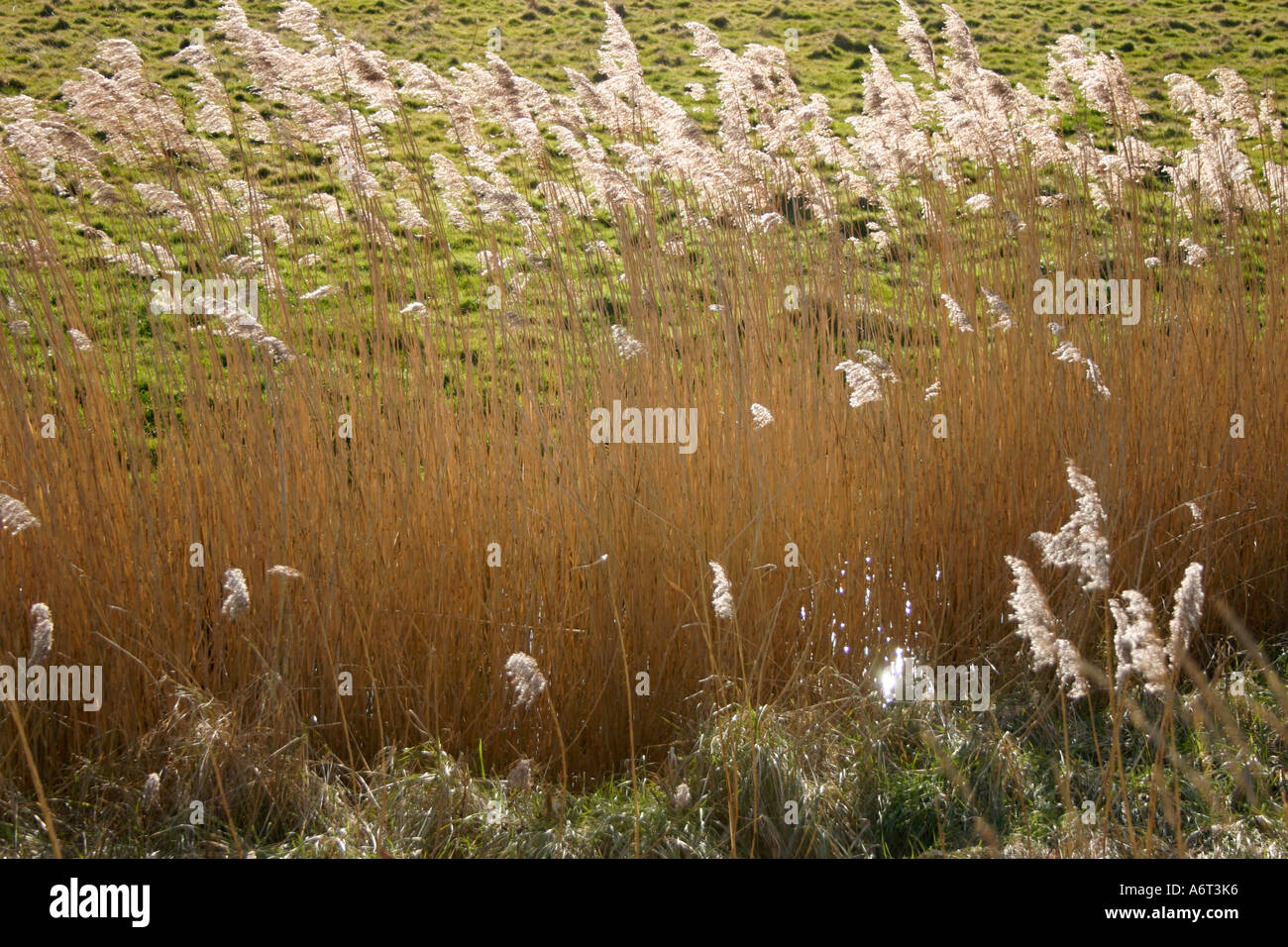 Illuminated reeds hi-res stock photography and images - Alamy