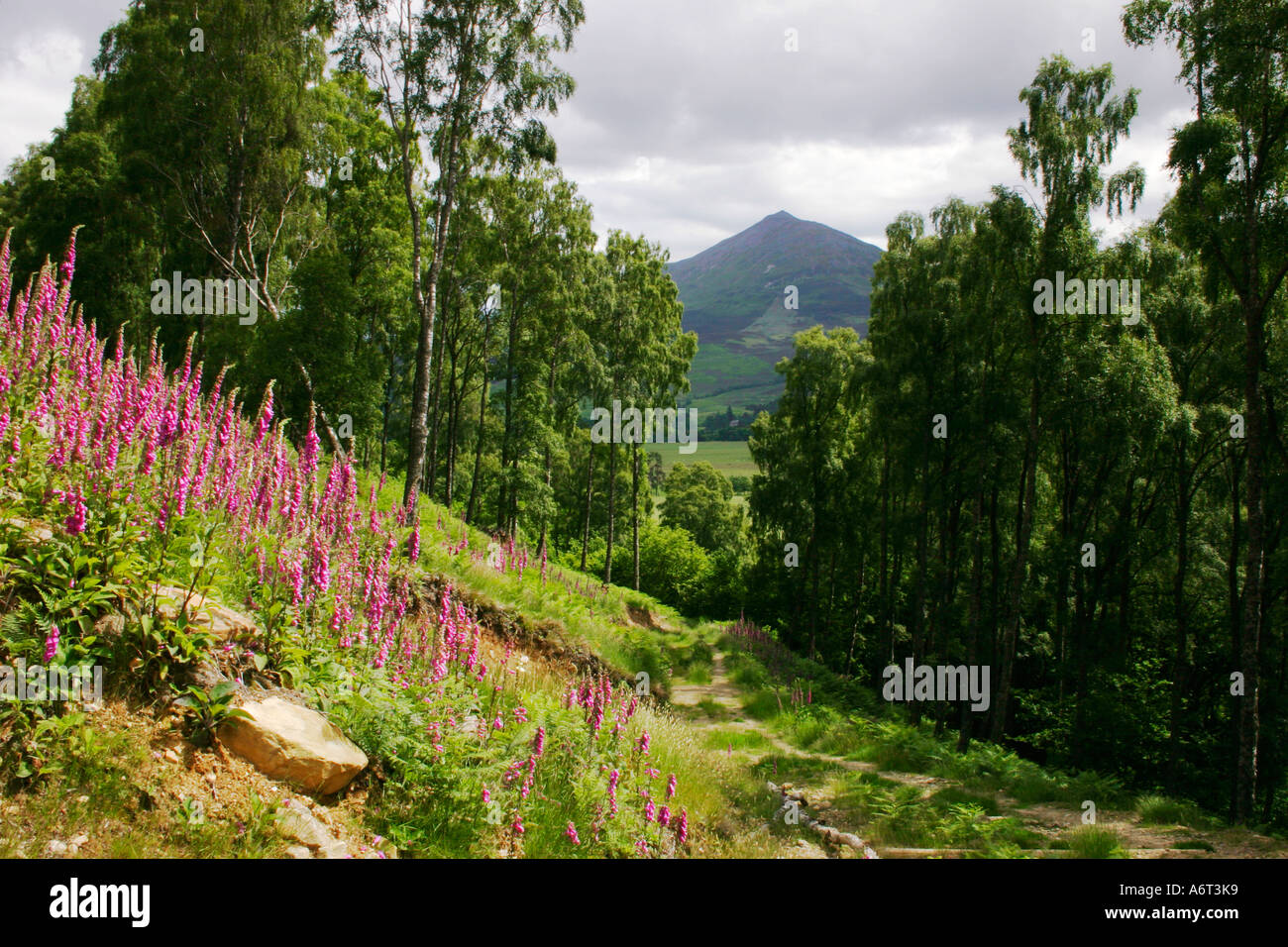 Mount Schiehallion viewed from Kinloch Rannoch in Scotland Stock Photo