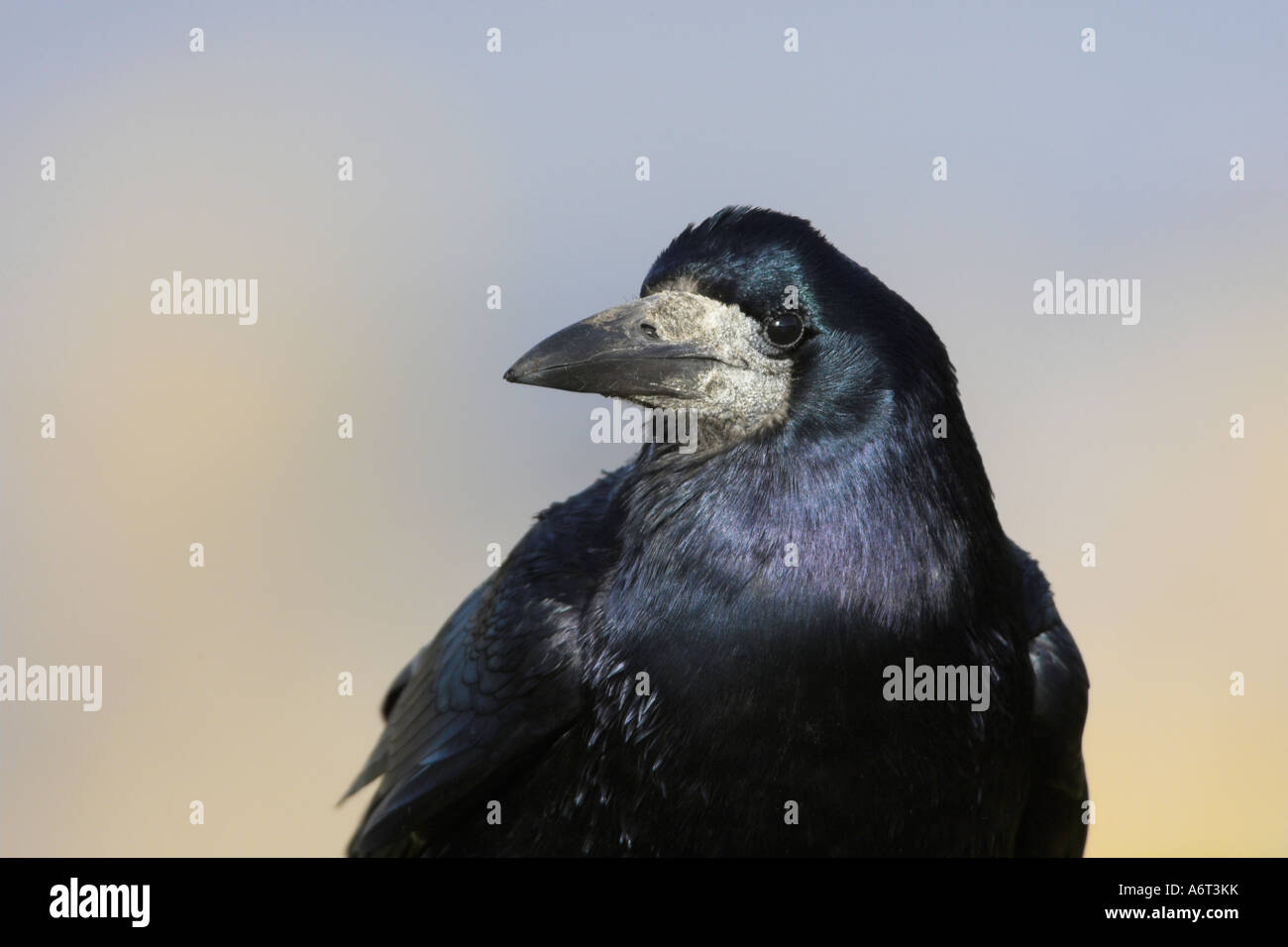 Rook Corvus frugilegus rook hi-res stock photography and images - Alamy