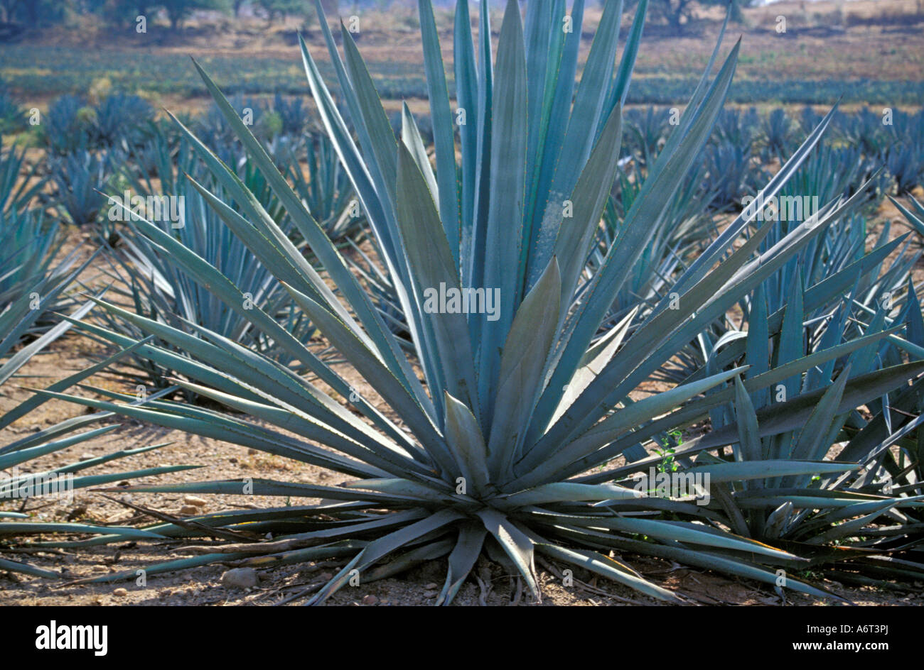 Harvesting the Agave Azul Cactus for the production of Tequila in the town of Tequila, Jalisco State Mexico Stock Photo