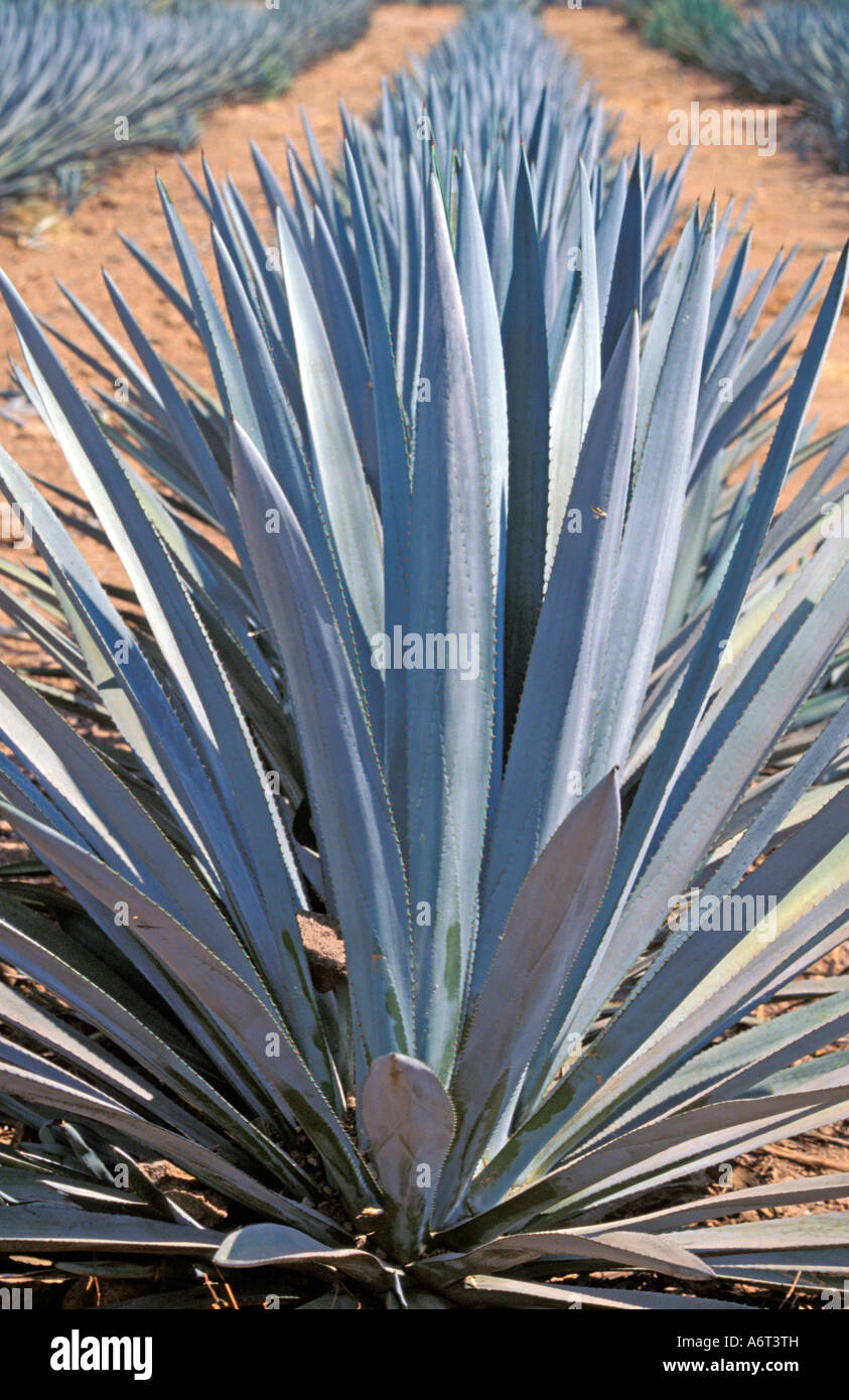 Harvesting the Agave Azul Cactus for the production of Tequila in the town of Tequila, Jalisco State Mexico Stock Photo