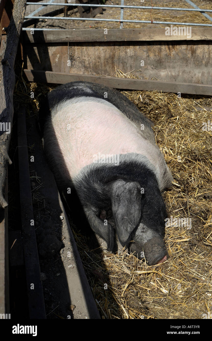 Sleeping pig at Hackney City Farm. Hackney, London, England, UK Stock Photo
