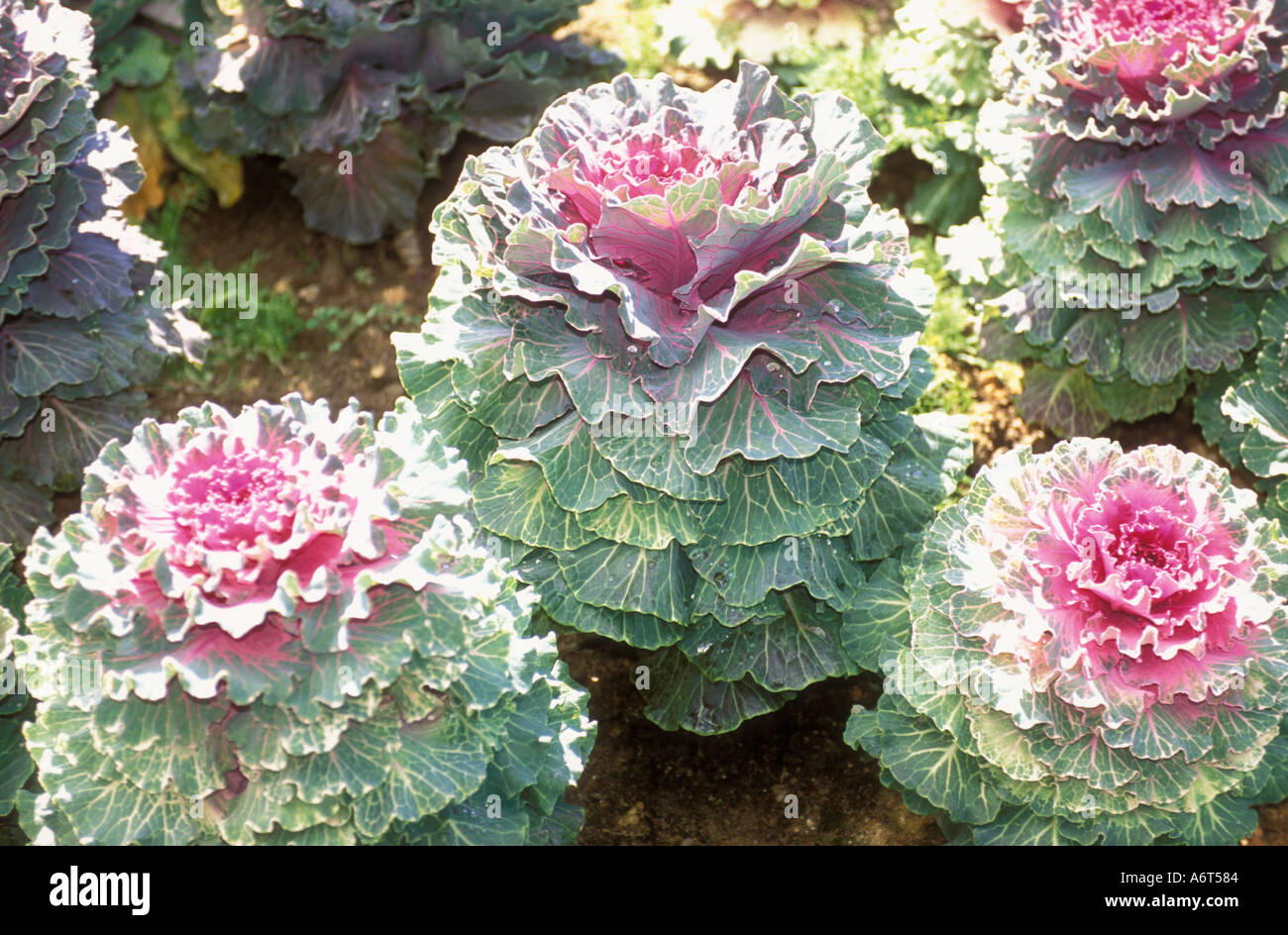 Ornamental Cabbage Brassica Oleracea Acephala Group Stock Photo