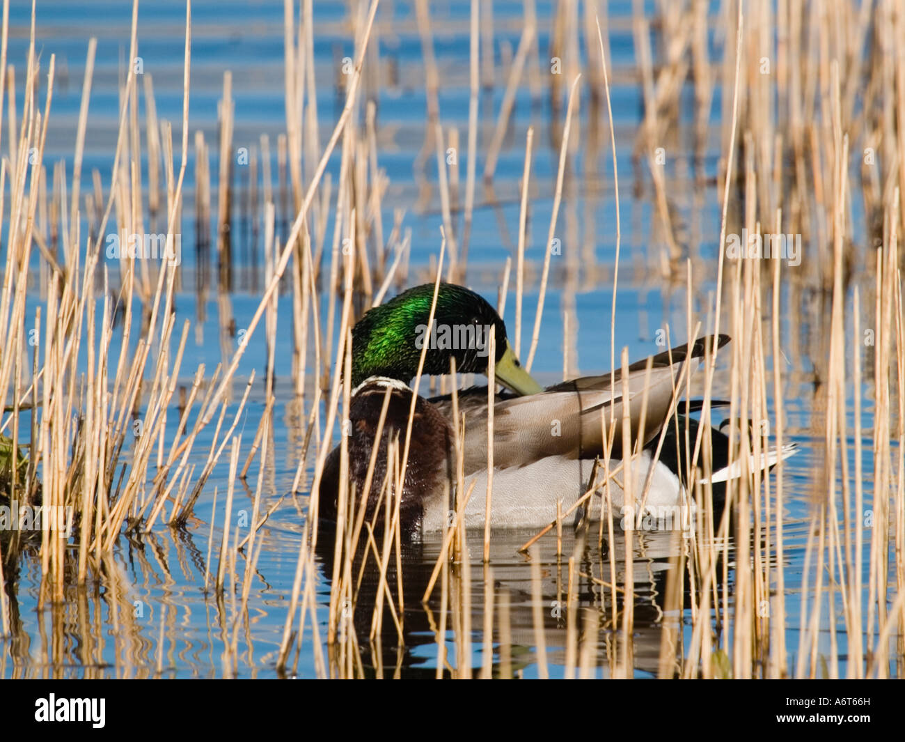 Duck and reeds hi-res stock photography and images - Alamy