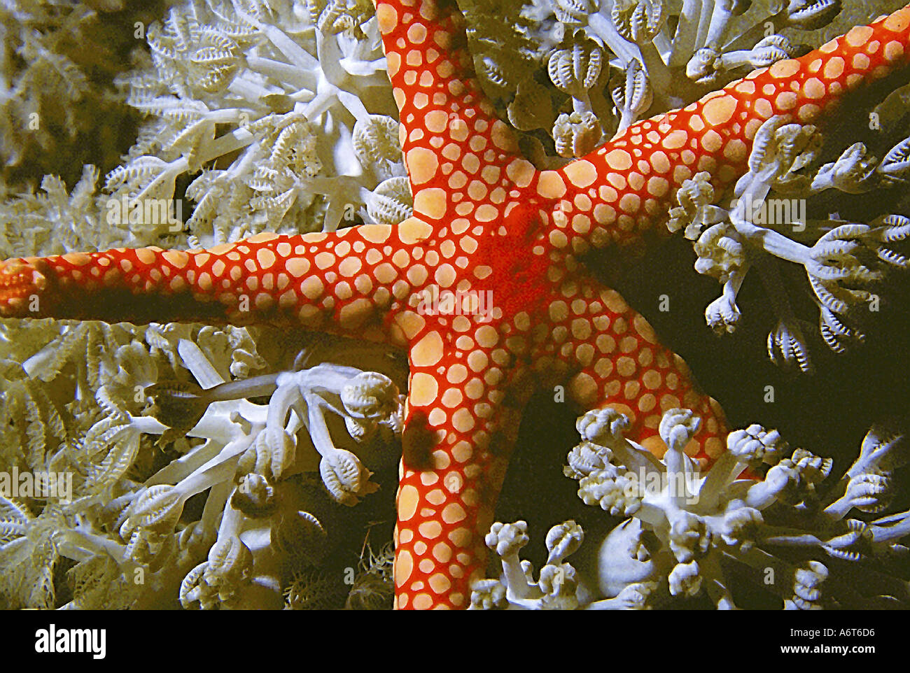 Seastar on Coral Polyps DS UW 0065 Red Sea Egypt Linckia sp Copyright Douglas Spranger Visual Written Starfish Underwater Stock Photo