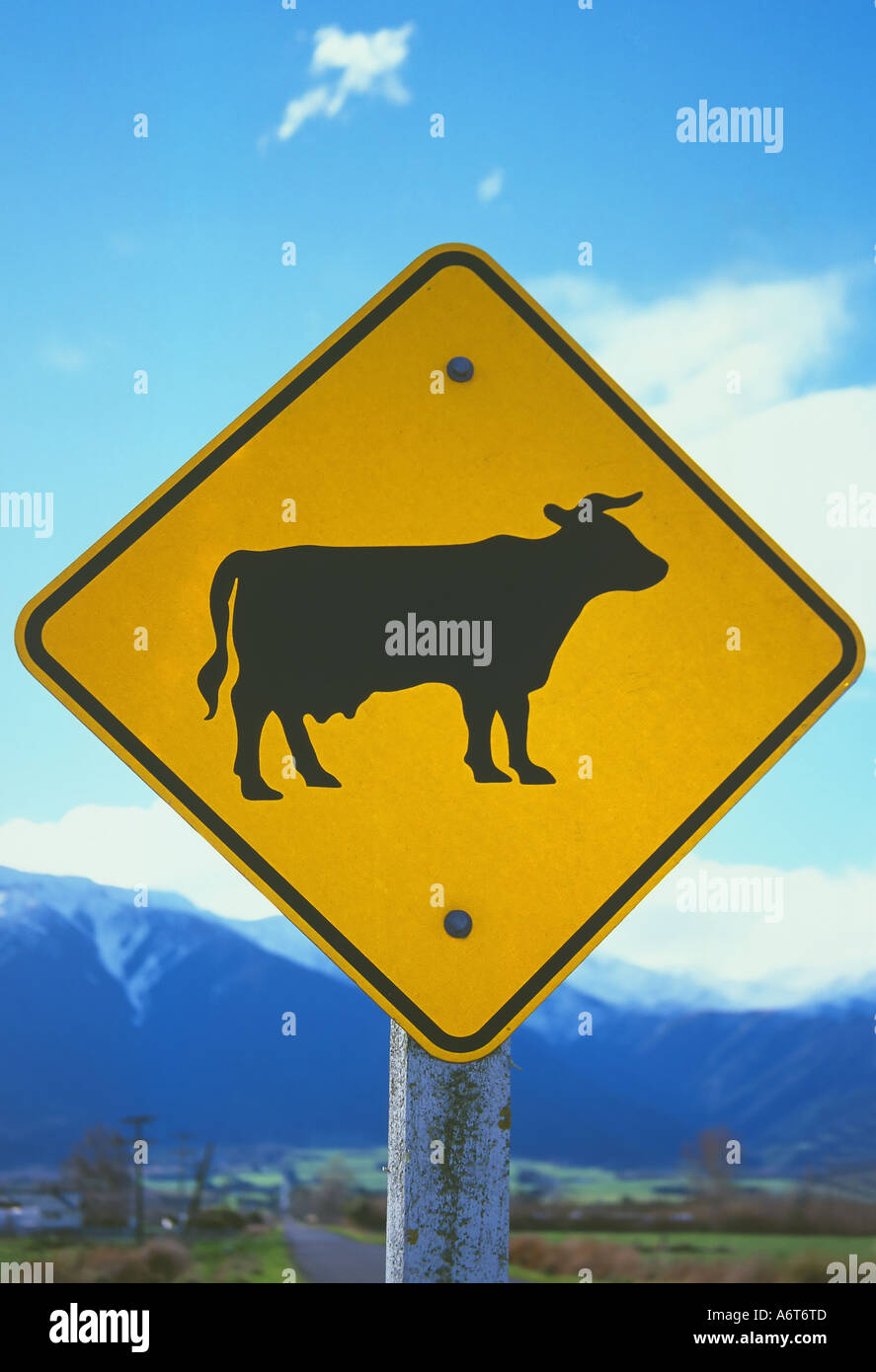 Cattle Road Sign Stock Photo - Alamy
