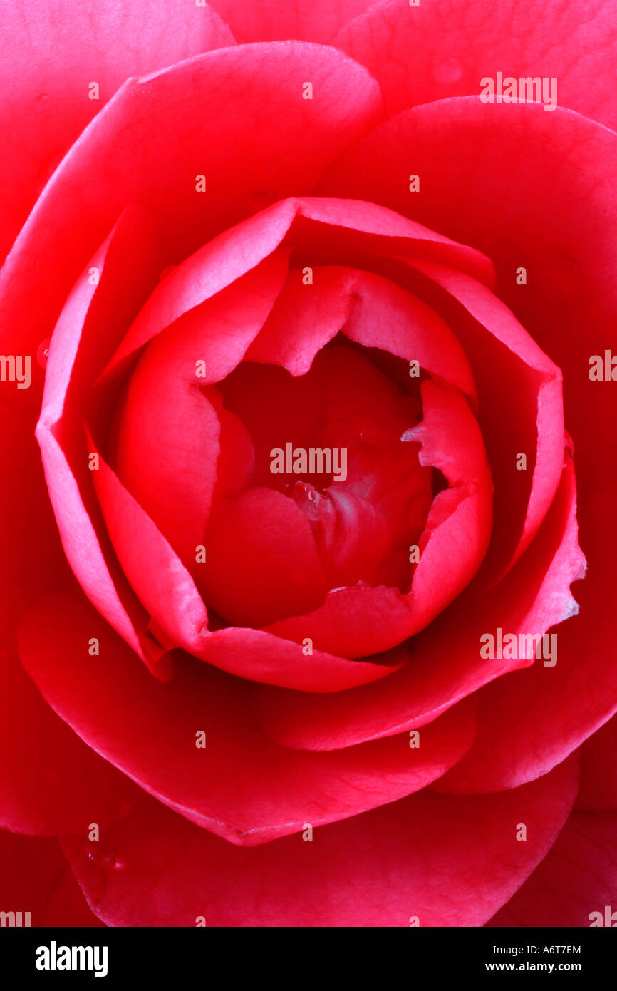 Camelia japonica 'Elegans' close up into flower head. Stock Photo