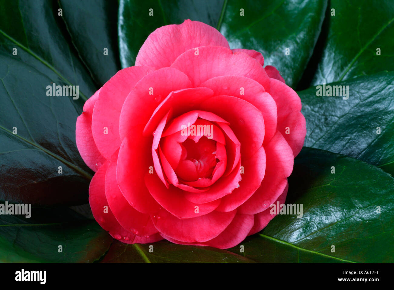 Camelia japonica 'Elegans' flower surrounded by dark green foliage. Stock Photo