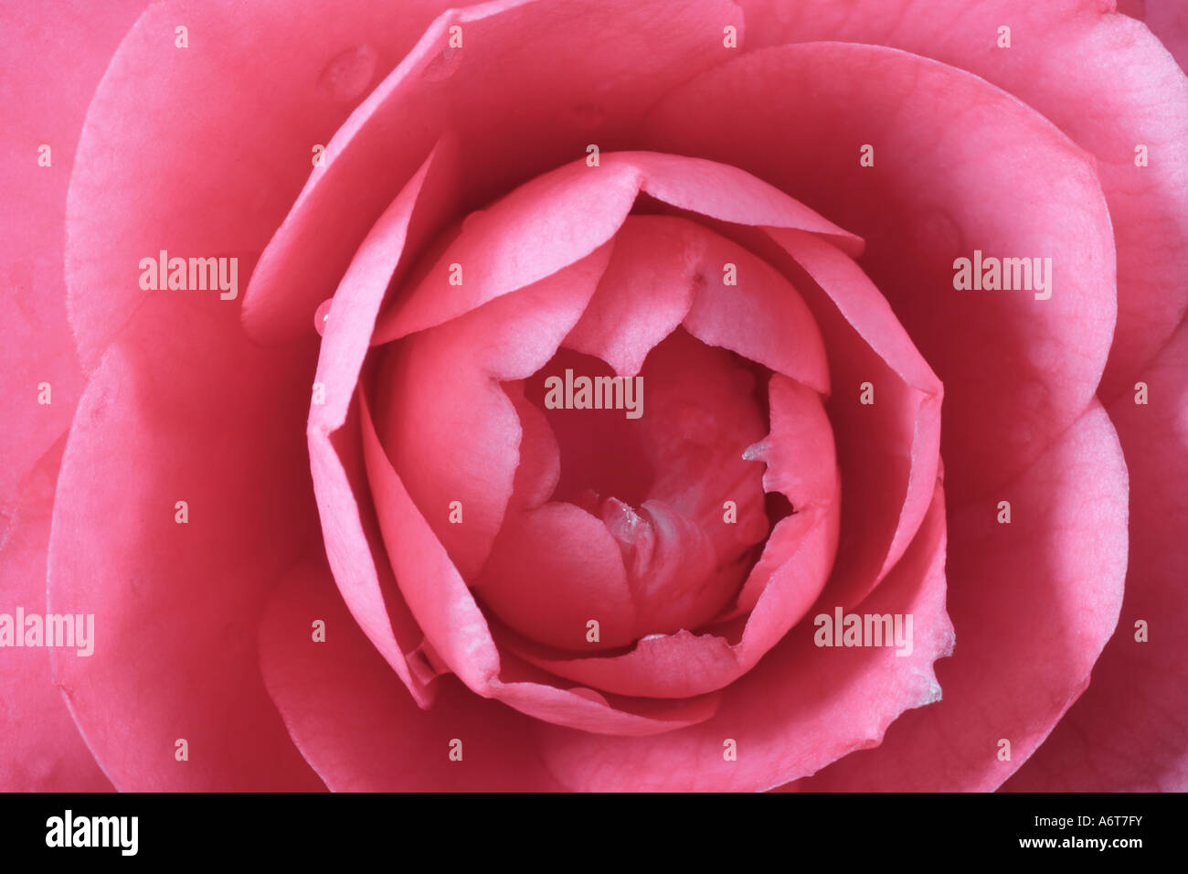 Camelia japonica 'Elegans' closeup pale pink flower. Stock Photo