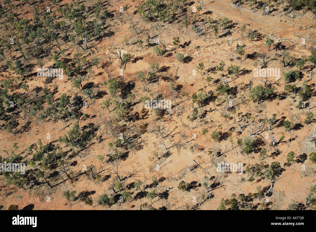 Dry land forest Mulga scrub Central Queensland Australia Stock Photo ...