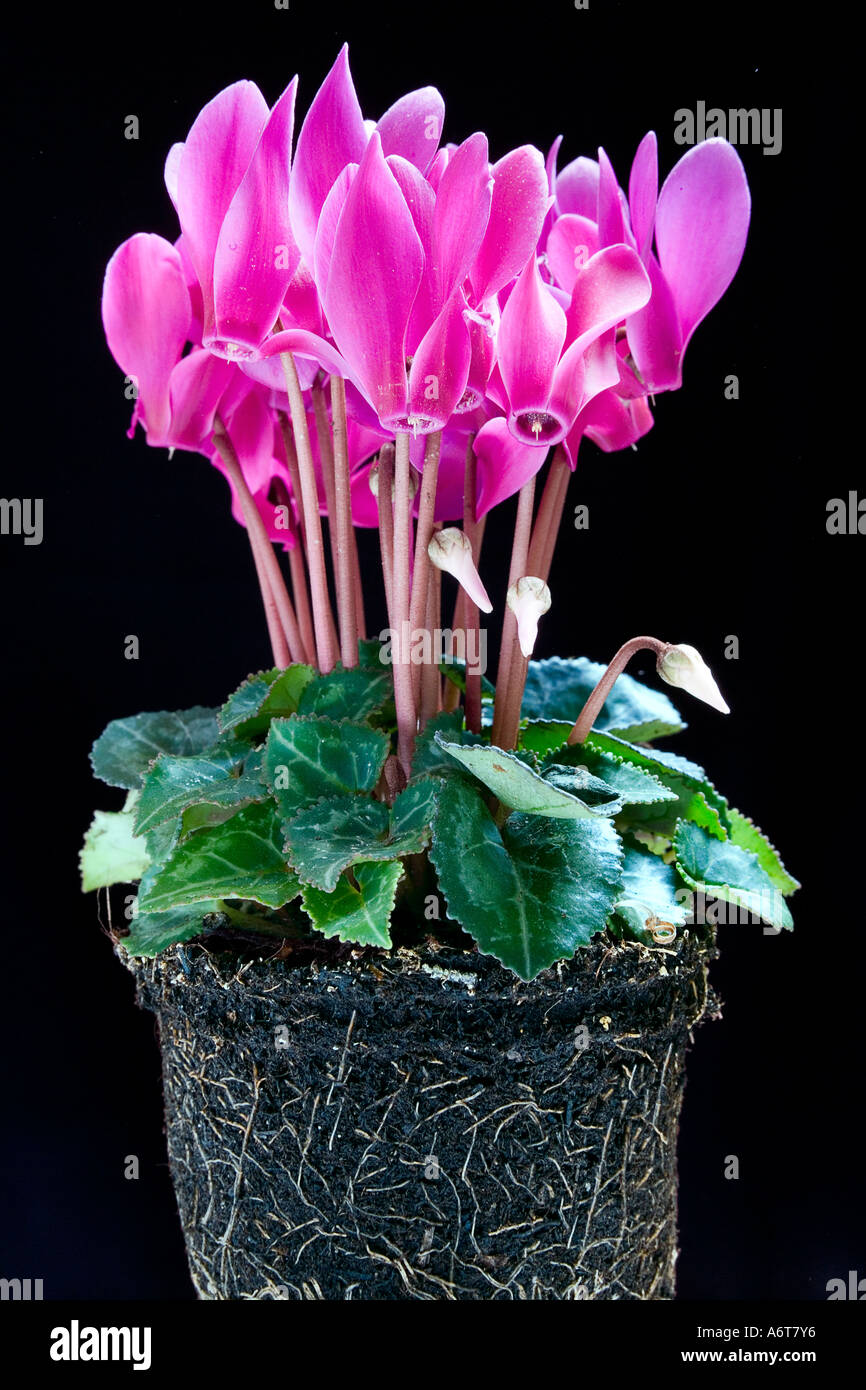 Potted Pink Cyclamen Stock Photo