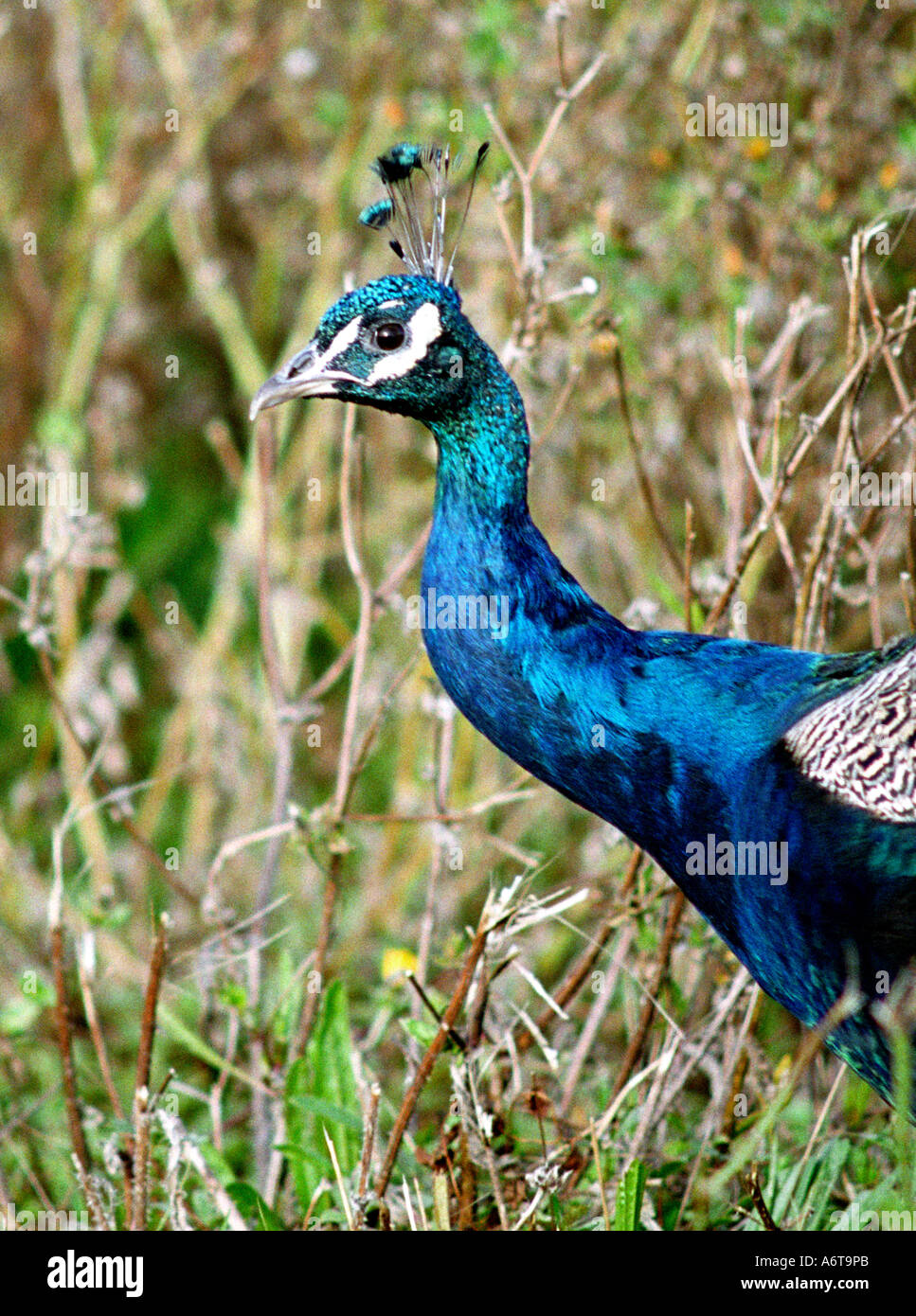 Up close head shot of peacock hi-res stock photography and images - Alamy