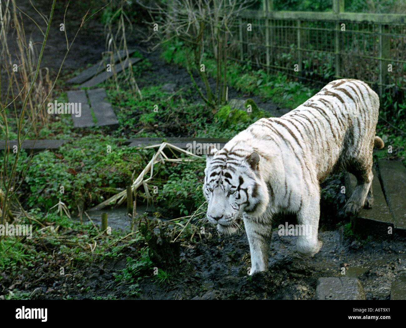 Large Male Tiger Stock Photos Large Male Tiger Stock Images Alamy