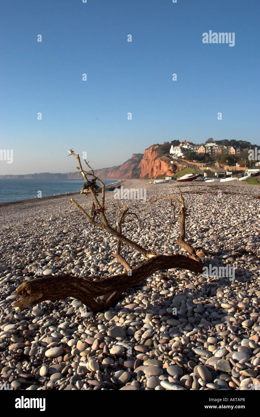 Flotsom tree on the beach at Budleigh Salterton South devon coastline England Stock Photo