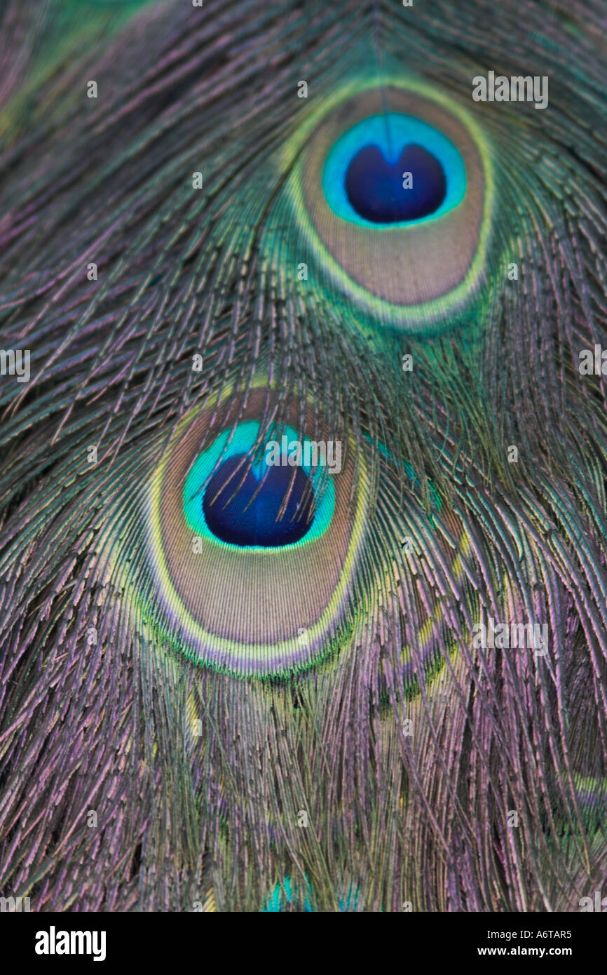 This is a close up of the closed feathers of a male peacock The texture of the strands over the eyes is impressive Stock Photo