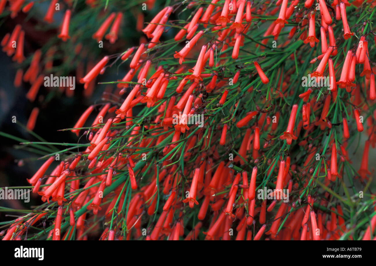 Trumpet Vine red flowers campsis radicans growing in Kenya Africa Stock Photo