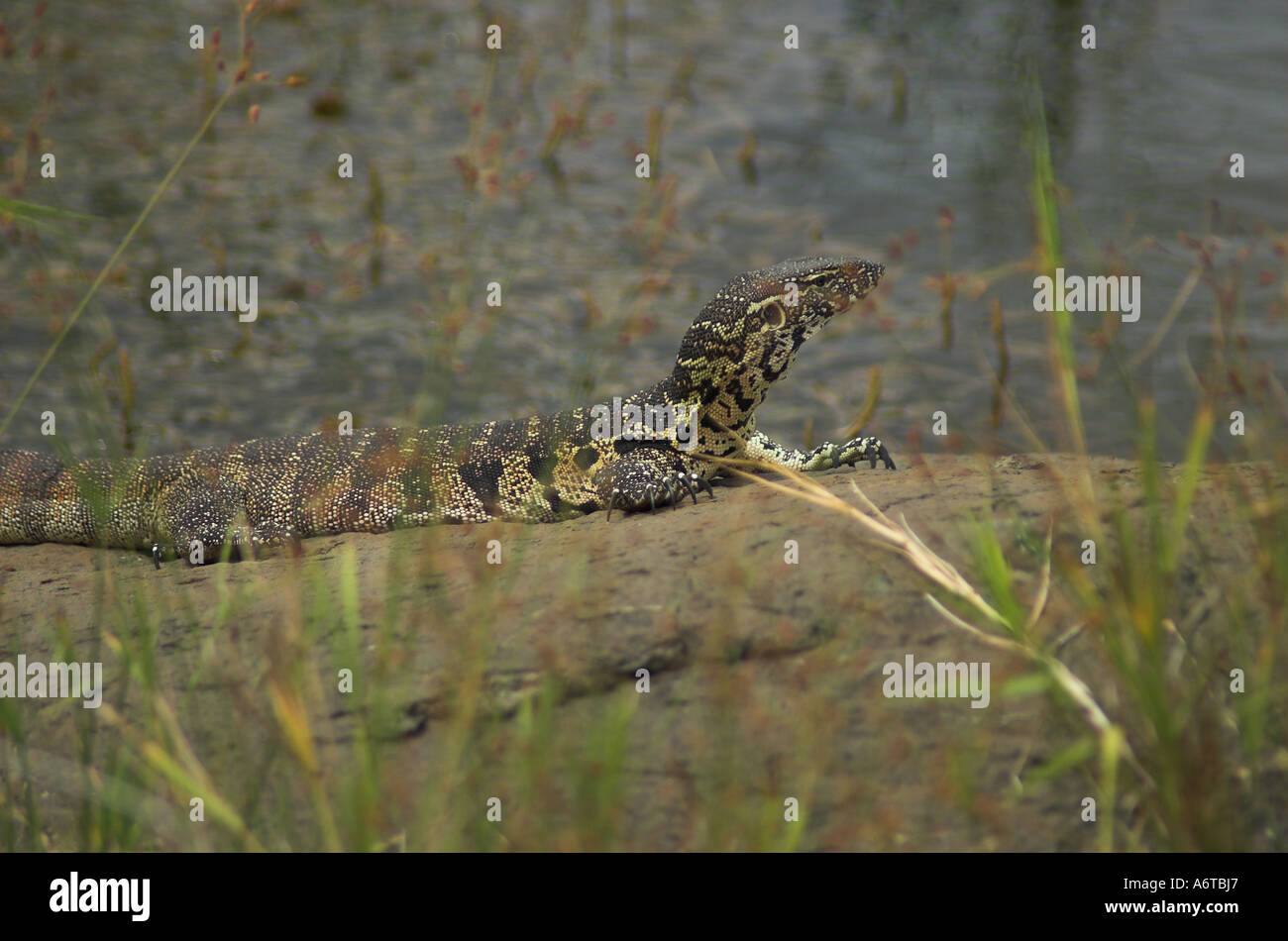 Nile Monitor (varanus niloticus) South Africa Stock Photo