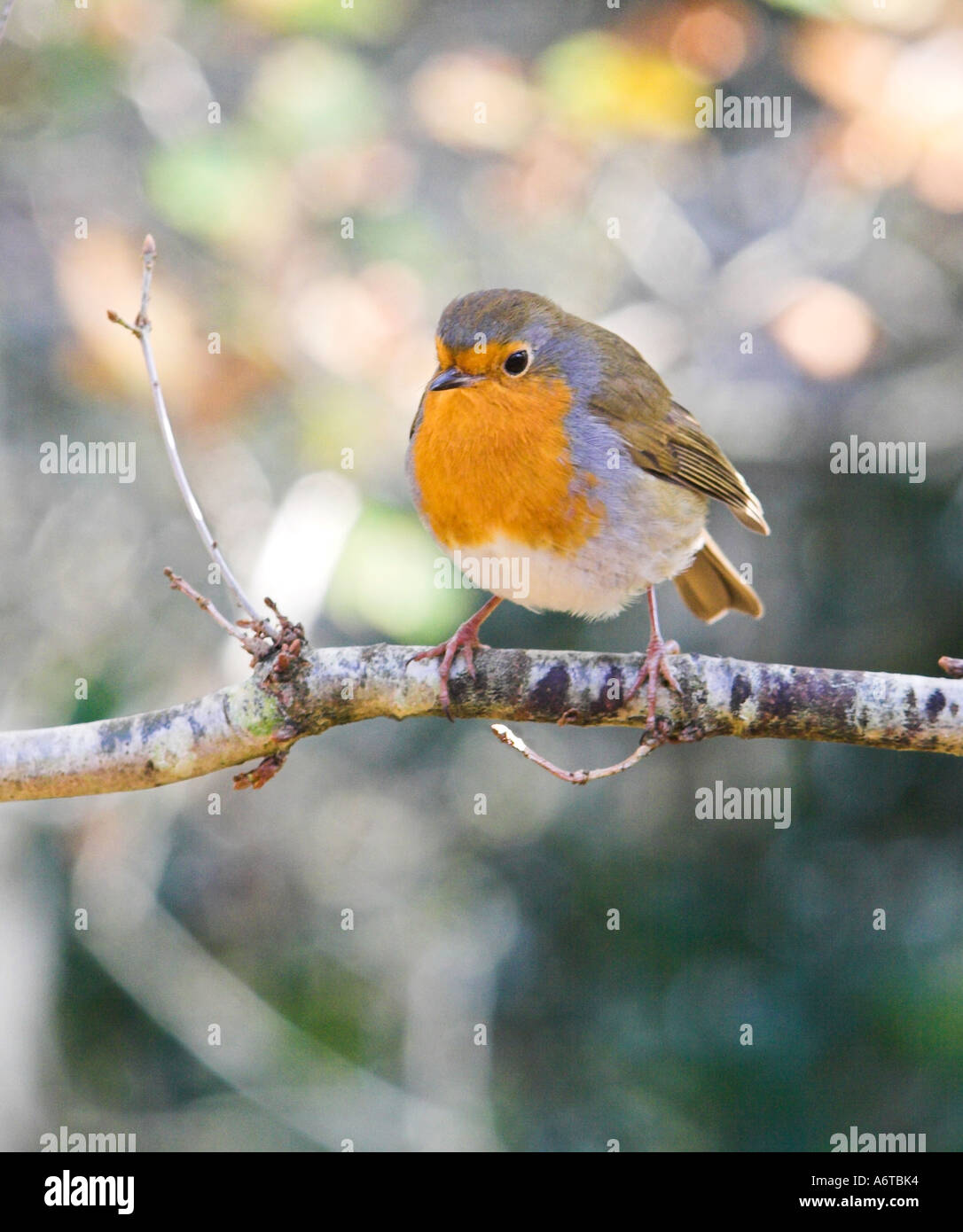 The Robin, Britains national bird Stock Photo
