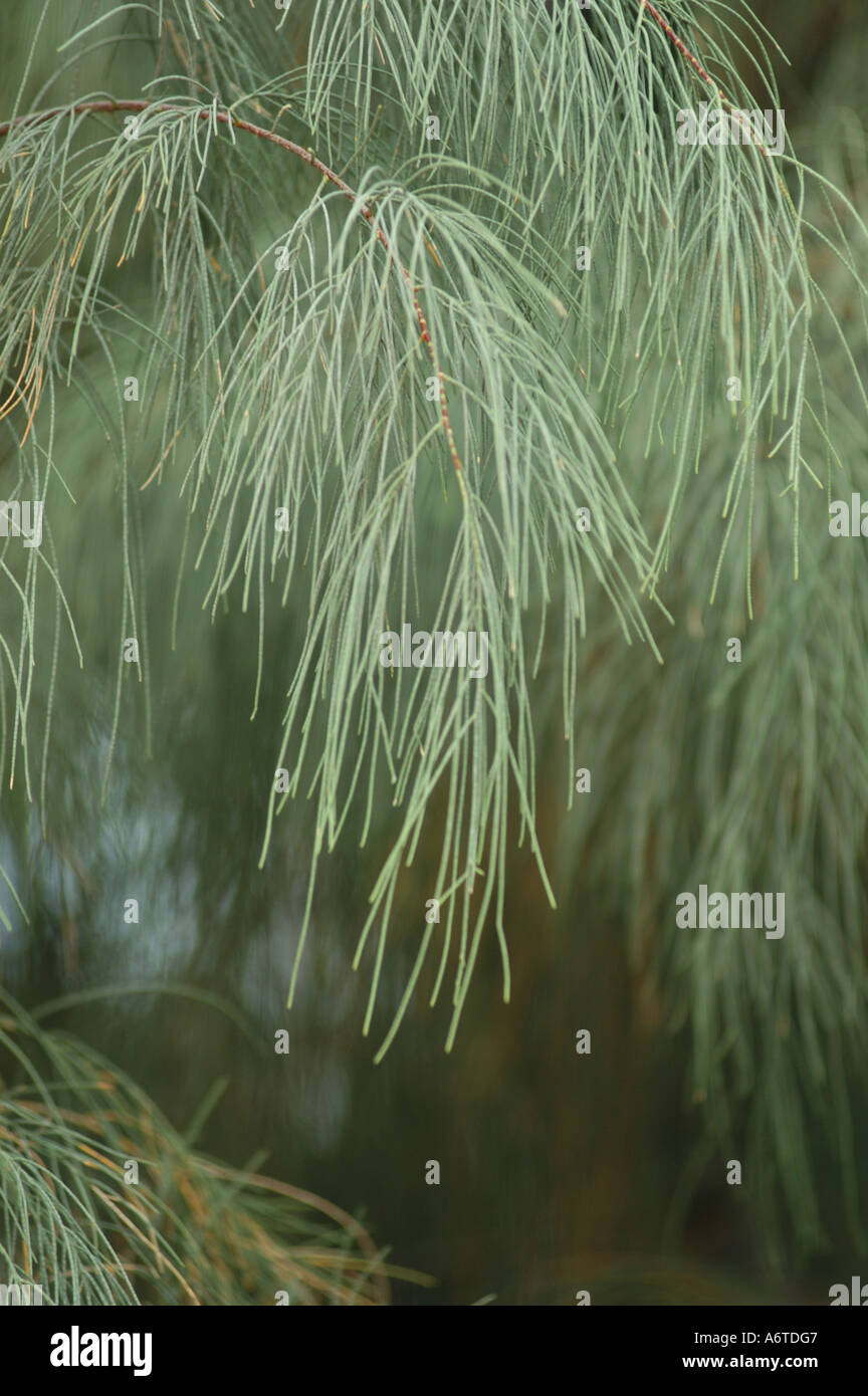 Family casuarinaceae hi-res stock photography and images - Alamy