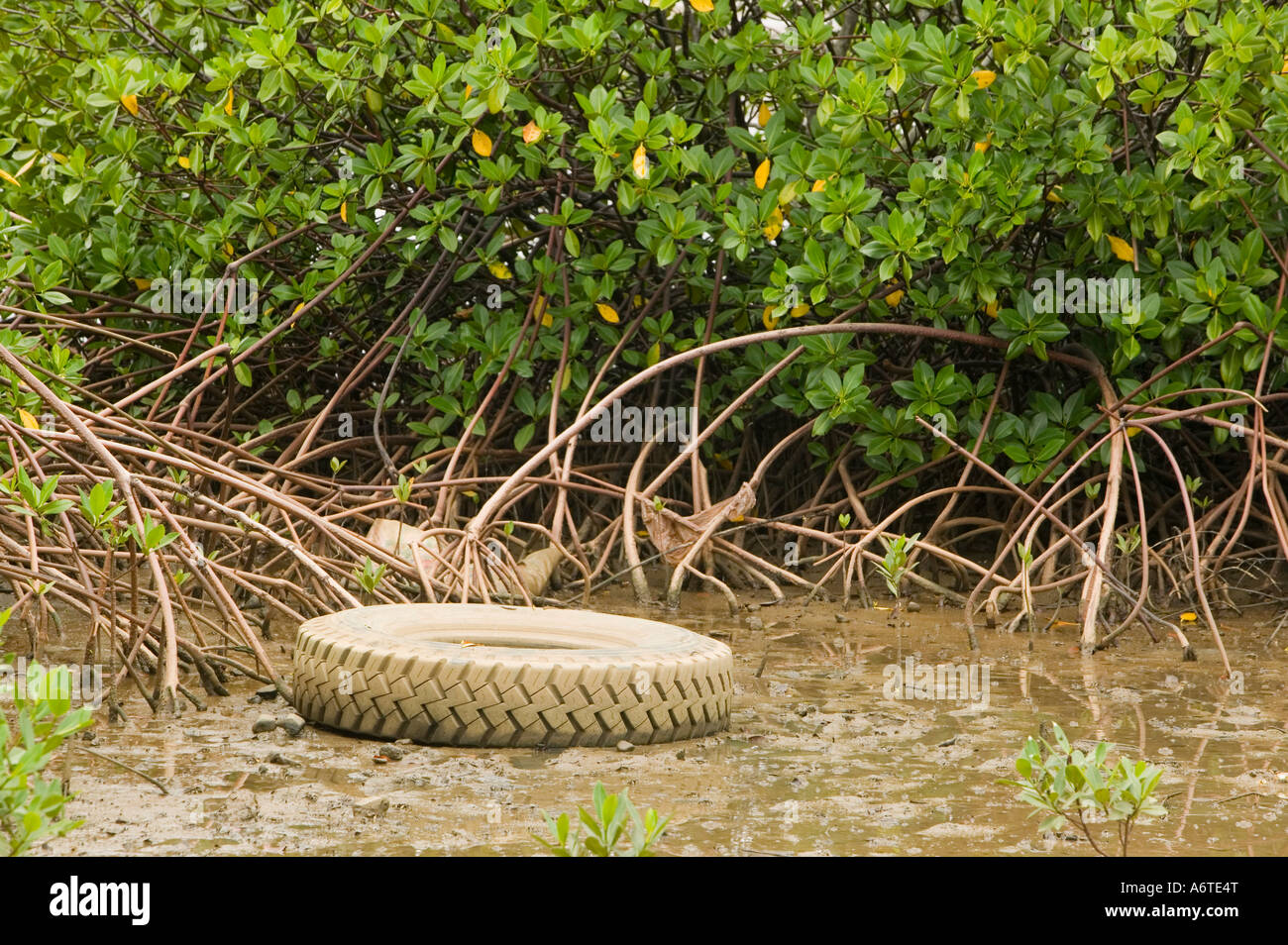 an old tyre in Mangrove swamp on Fiji Stock Photo