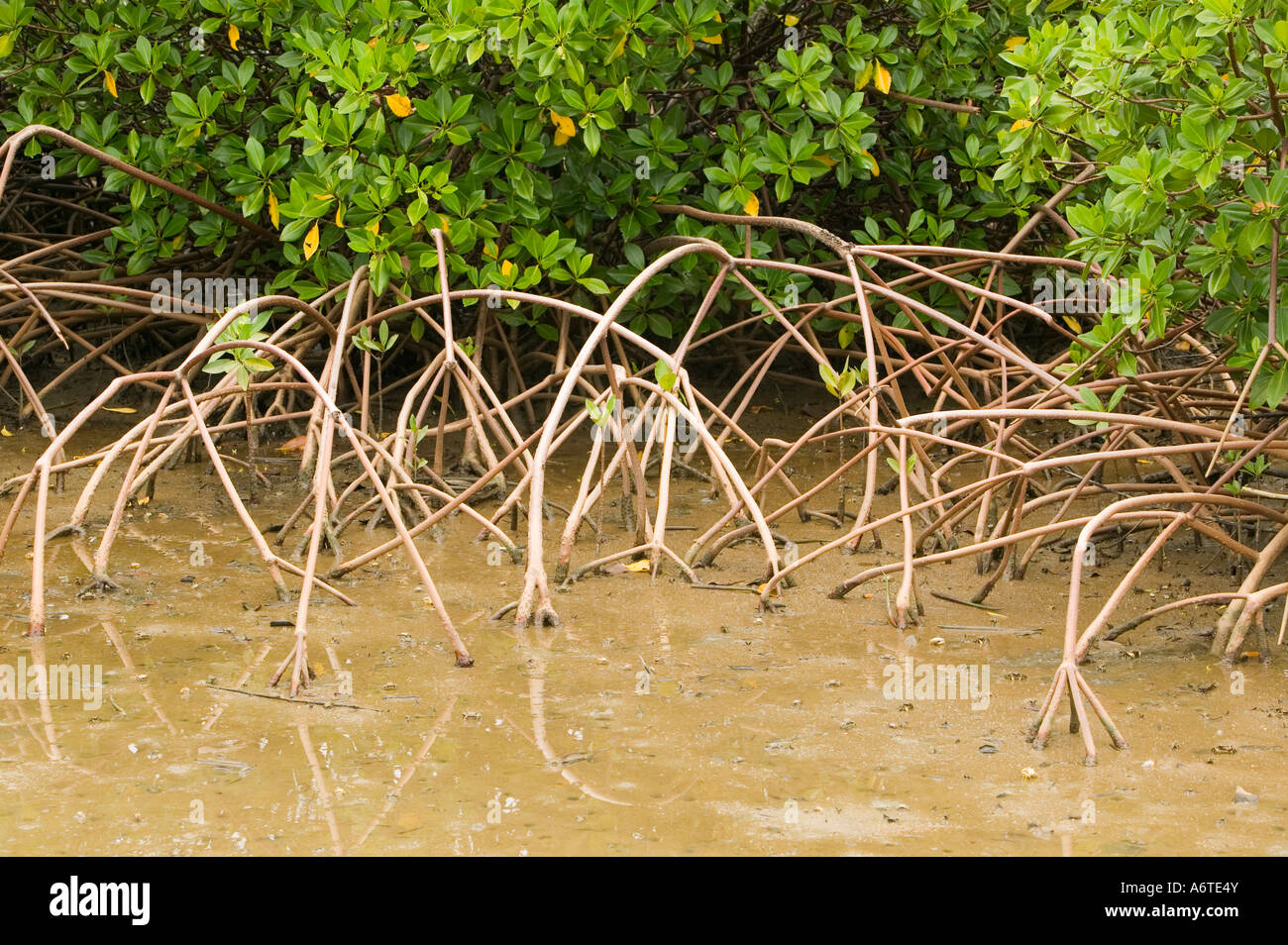 Mangrove swamp on Fiji Stock Photo
