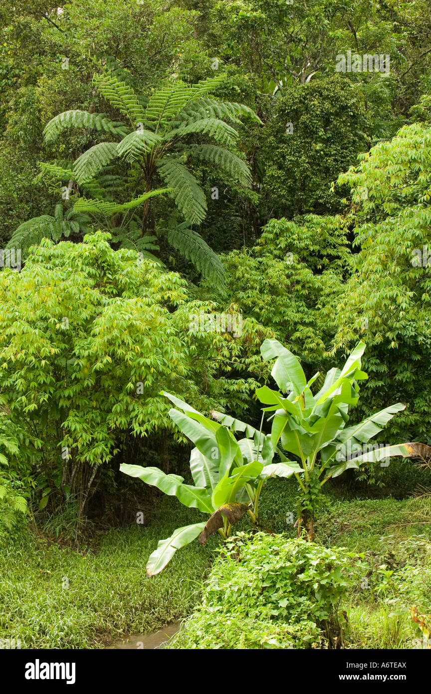 Tree Ferns and Banana in Tropical Rainforest on Fiji Stock Photo - Alamy