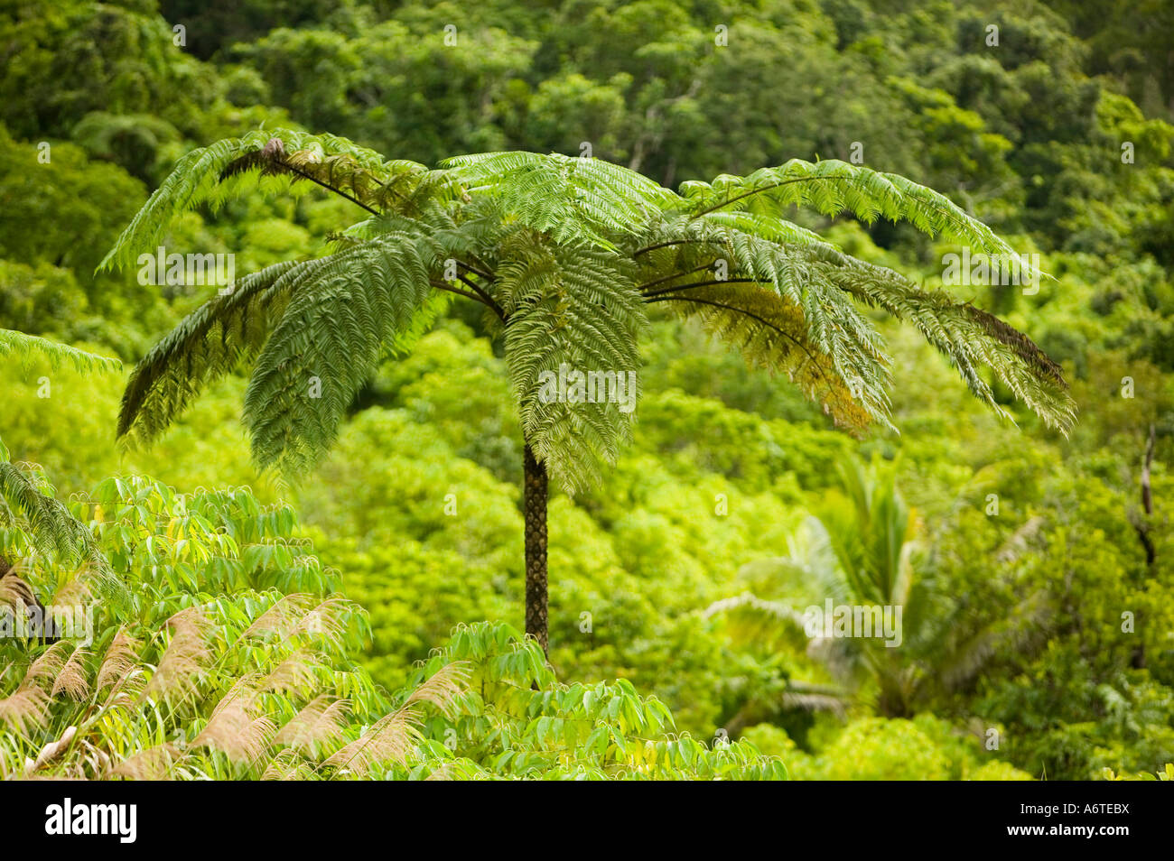 Tree fern rainforest fiji hi-res stock photography and images - Alamy